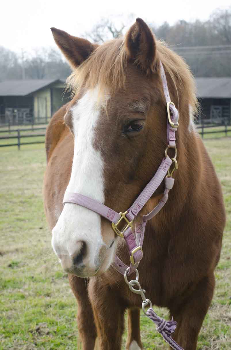 Clover